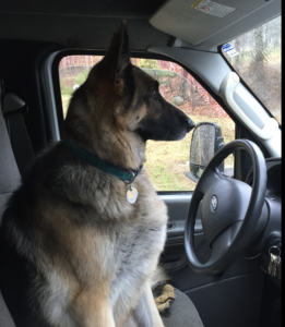 Caasey the dog at the drivers wheel